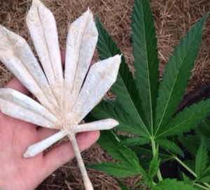 button to learn how to roll a joint