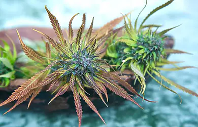 Top 5 Places Where Cannabis is Sacred?