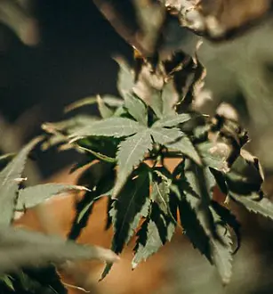 facts about cannabis