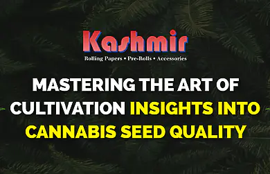 Mastering the Art of Cultivation: Insights into Cannabis Seed Quality
